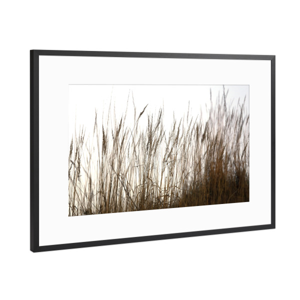 Poster mit Rahmen Schwarz (Metallic) "Gräser im Sommer" artboxONE - Natur,Floral,Abstrakt,Schwarzweiß
