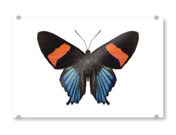 Acrylglasbild "Butterfly species Ancyluris" artboxONE - Natur,Tiere