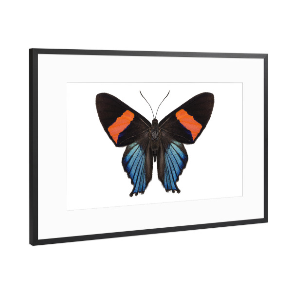 Poster mit Rahmen Schwarz (Metallic) "Butterfly species Ancyluris" artboxONE - Natur,Tiere