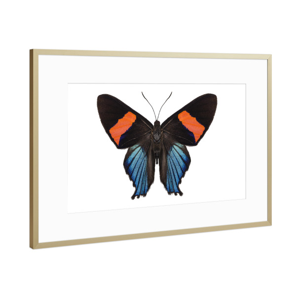 Poster mit Rahmen Gold "Butterfly species Ancyluris" artboxONE - Natur,Tiere