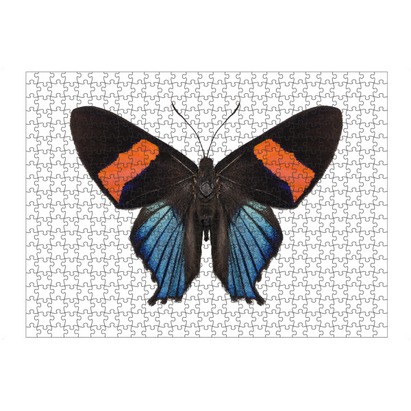 Puzzle Ravensburger "Butterfly species Ancyluris" artboxONE - Natur,Tiere