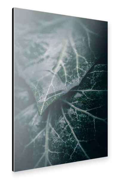 Alu-Dibond "Wet Ivy" 30x20 cm artboxONE