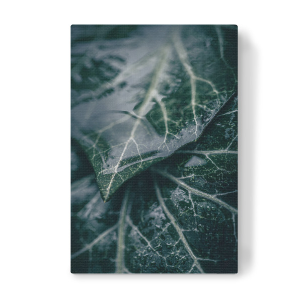 Leinwandbild "Wet Ivy" artboxONE - Natur,Floral
