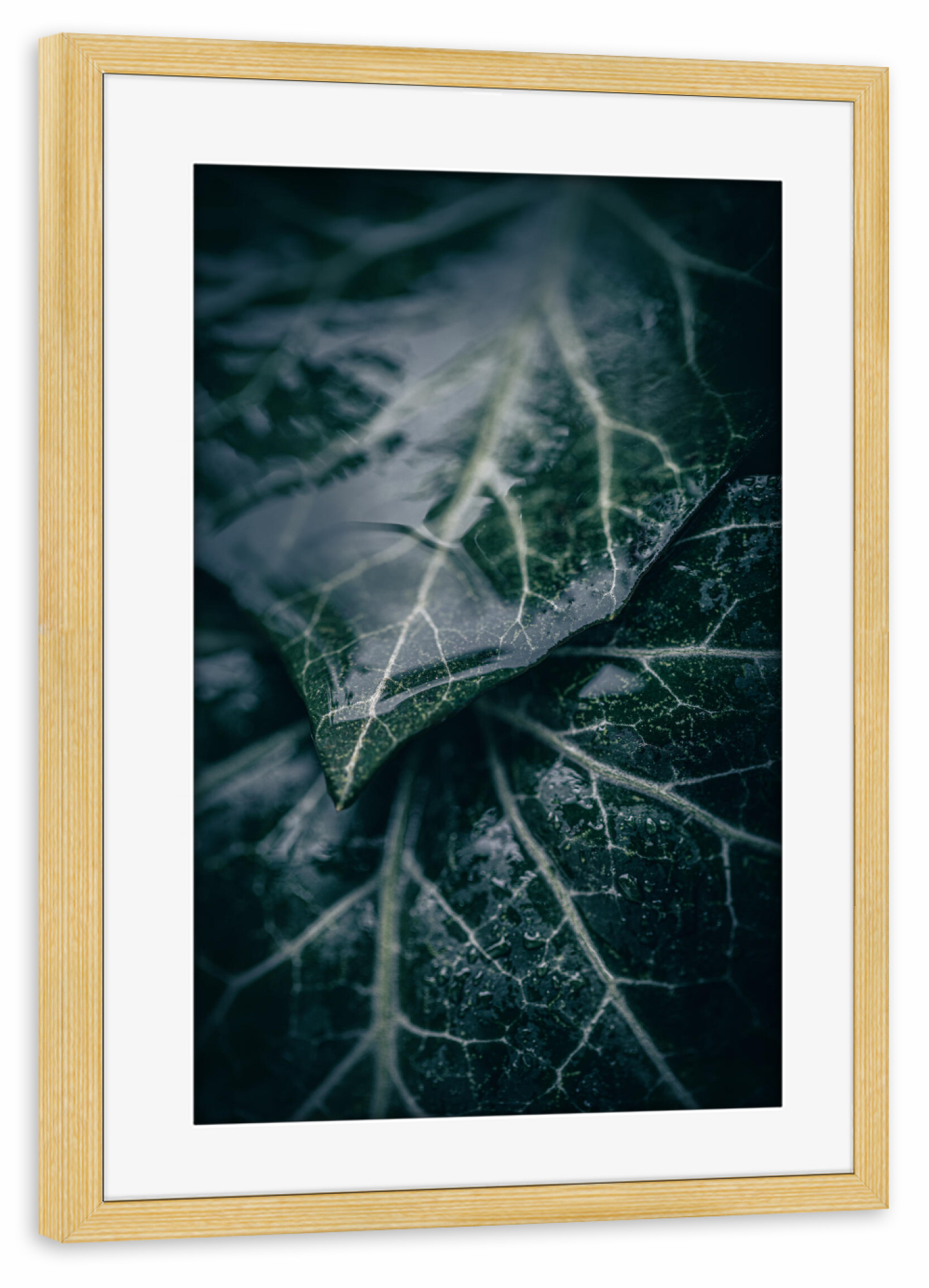 Poster mit Rahmen kiefer "Wet Ivy" artboxONE - Natur,Floral