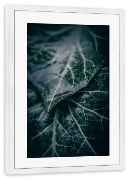 Poster mit Rahmen weiß "Wet Ivy" artboxONE - Natur,Floral