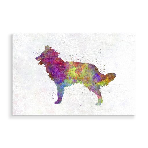 Mudi in watercolor