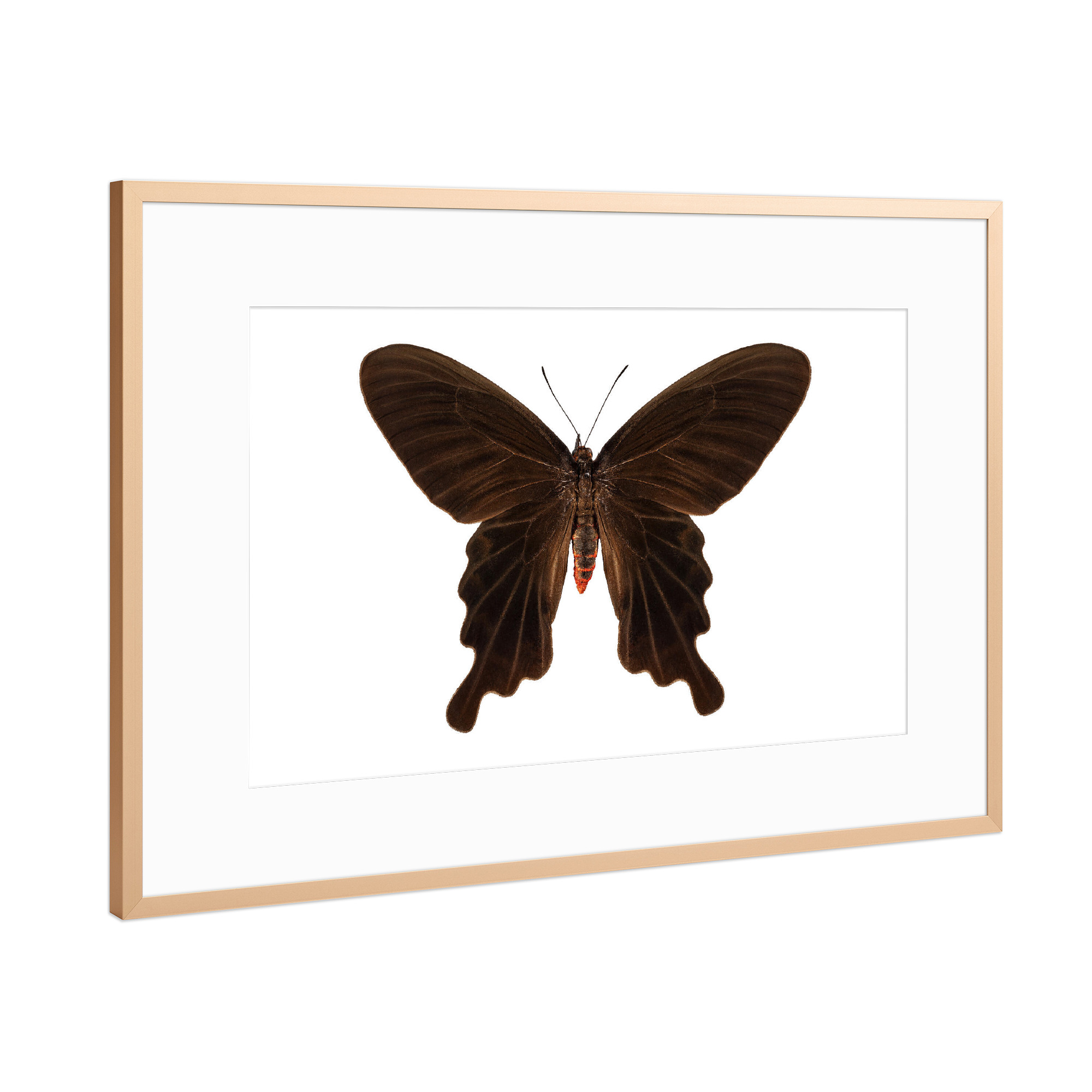 Poster mit Rahmen Kupfer "Butterfly species Atrophaneura" artboxONE - Natur,Tiere
