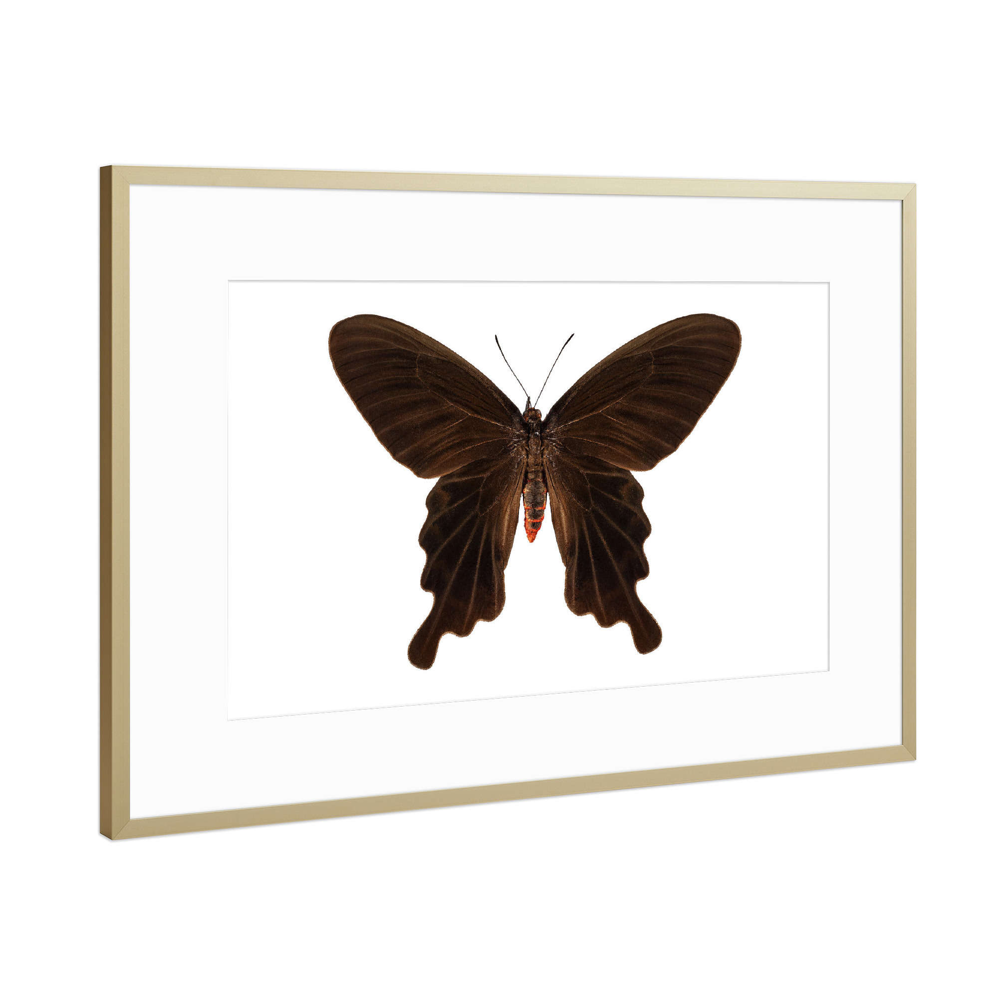 Poster mit Rahmen Gold "Butterfly species Atrophaneura" artboxONE - Natur,Tiere