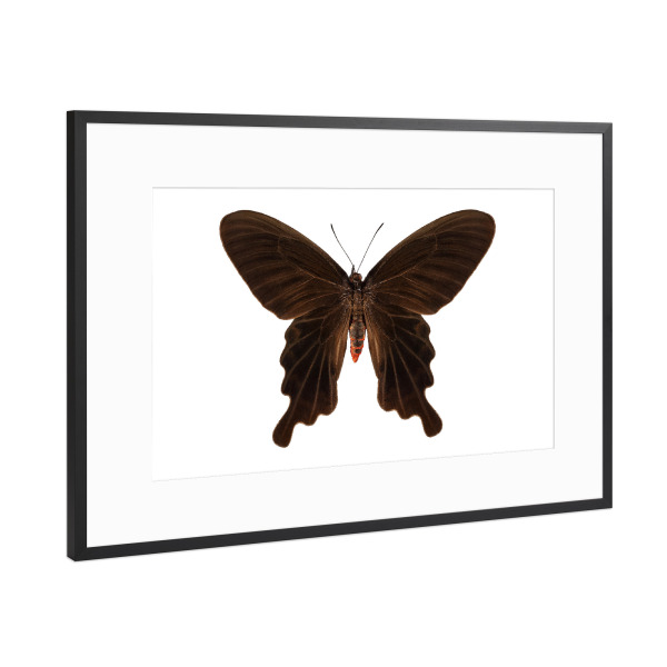 Poster mit Rahmen Schwarz (Metallic) "Butterfly species Atrophaneura" artboxONE - Natur,Tiere