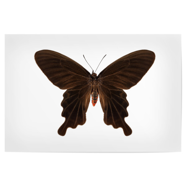 Poster "Butterfly species Atrophaneura" artboxONE - Natur,Tiere