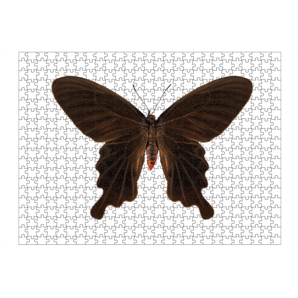 artboxONE Puzzle "Butterfly species Atrophaneura" artboxONE - Natur,Tiere