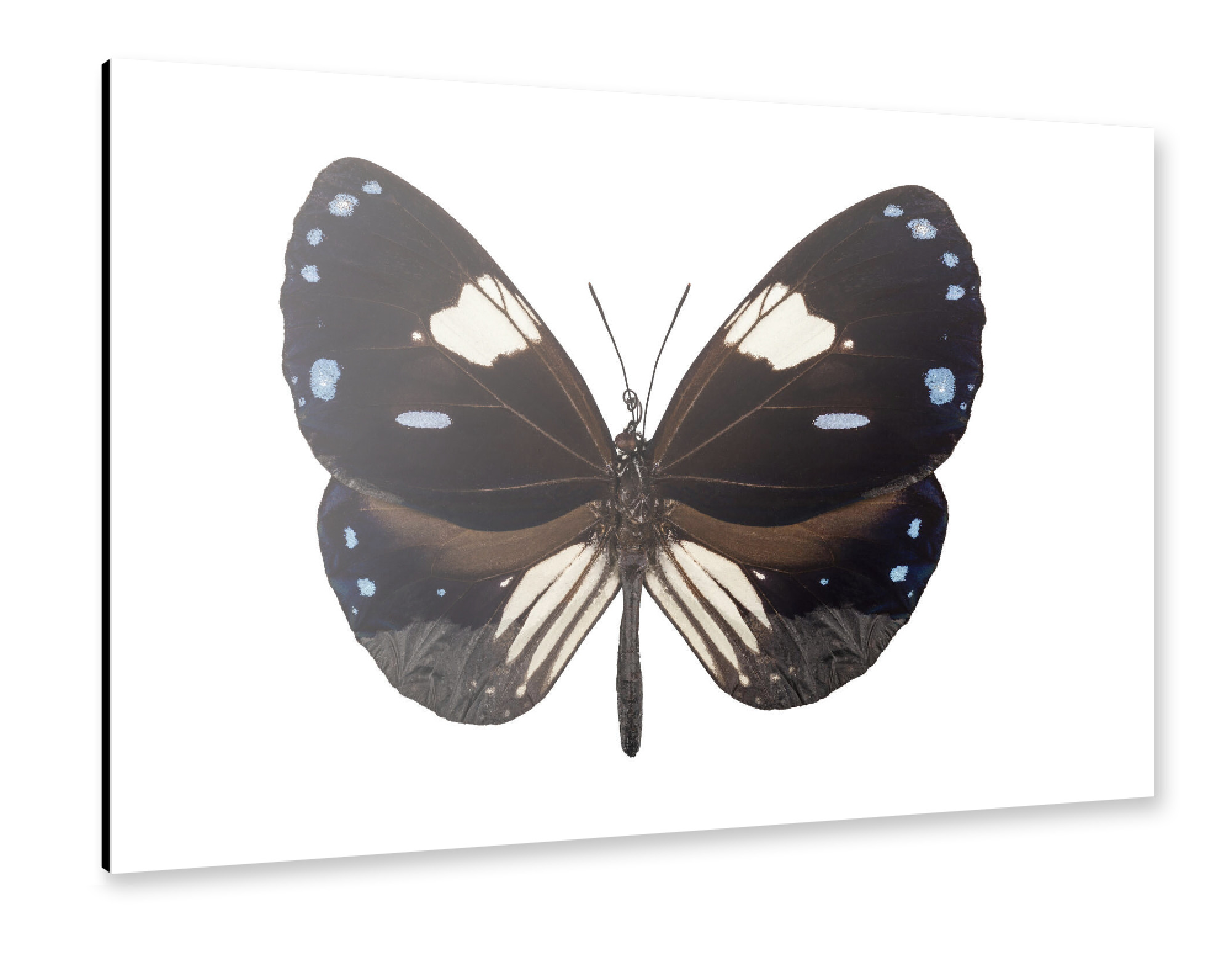 Alu-Dibond "Butterfly species Euploea" 30x20 cm artboxONE