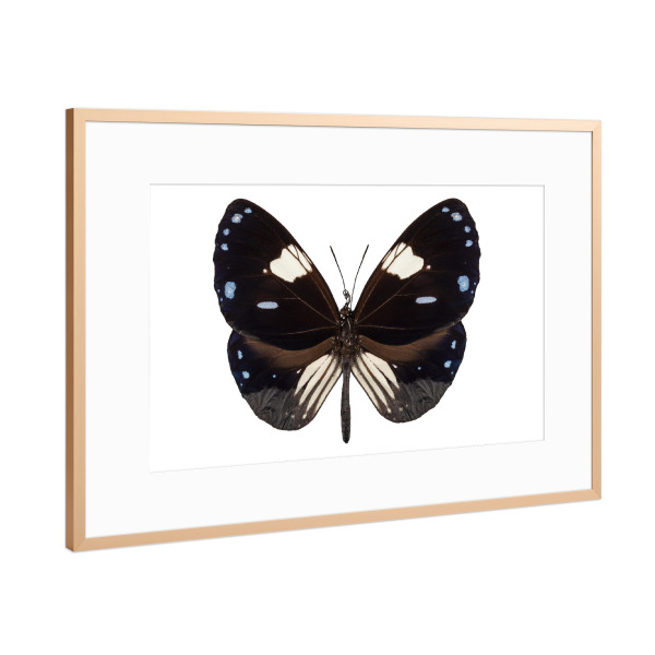 Poster mit Rahmen Kupfer "Butterfly species Euploea" artboxONE - Natur,Tiere