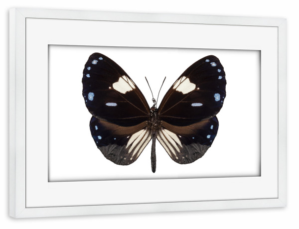 Poster mit Rahmen weiß "Butterfly species Euploea" artboxONE - Natur,Tiere