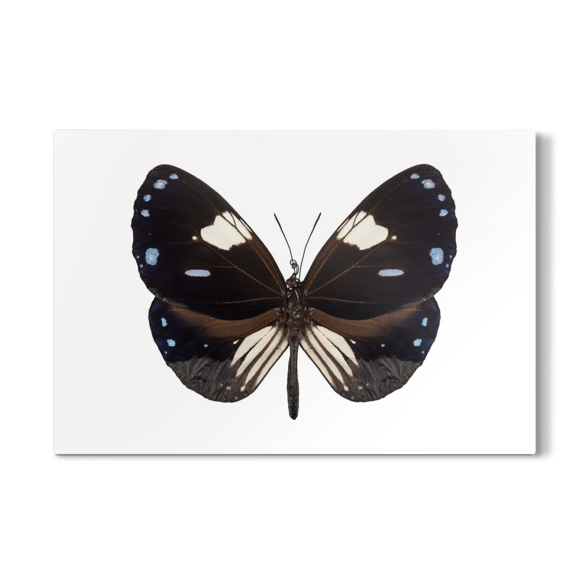 Galerie-Print "Butterfly species Euploea" 75x50 cm artboxONE