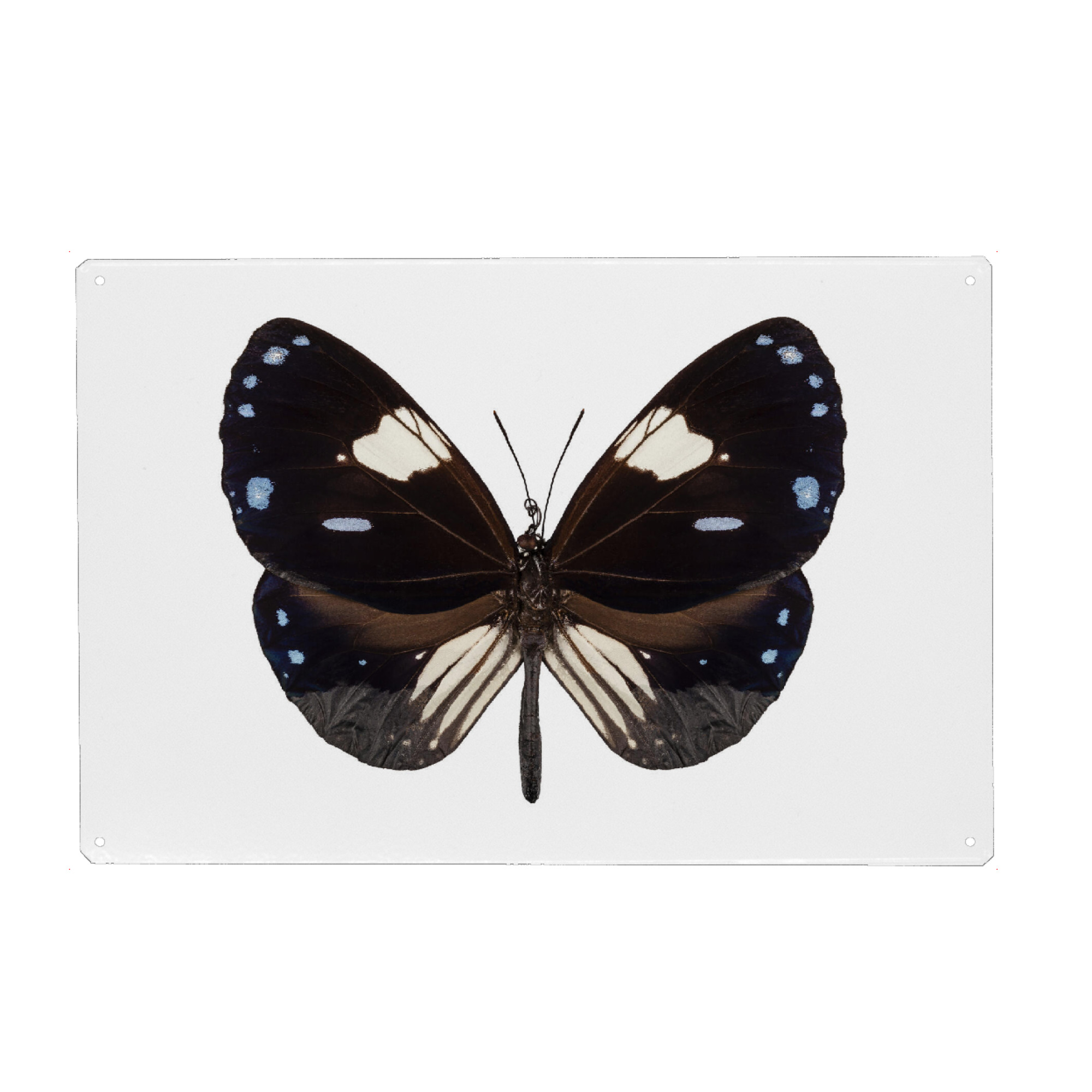 Metall Poster "Butterfly species Euploea" artboxONE - Natur,Tiere