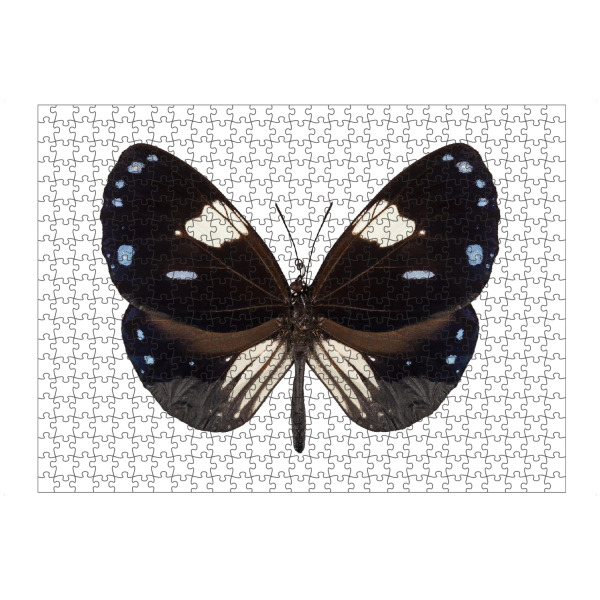 Puzzle Ravensburger "Butterfly species Euploea" artboxONE - Natur,Tiere