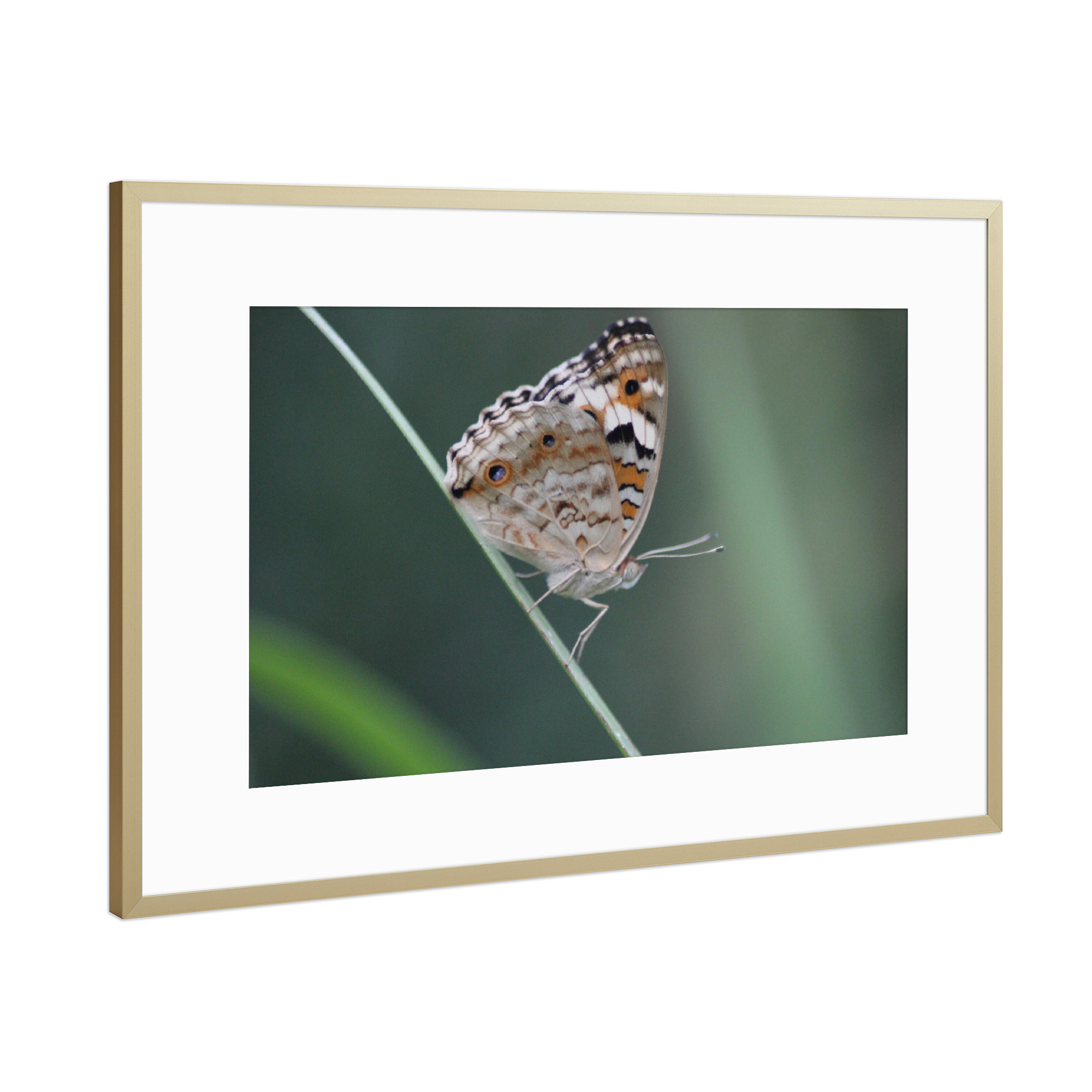 Poster mit Rahmen Gold "Macro Beautiful Butterfly" artboxONE - Natur - Buttefly,Nature,Beautiful,Macro,Closeup,Schmetterling