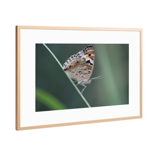 Poster mit Rahmen Kupfer "Macro Beautiful Butterfly" artboxONE - Natur - Buttefly,Nature,Beautiful,Macro,Closeup,Schmetterling