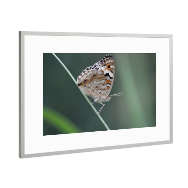 Poster mit Rahmen Silber "Macro Beautiful Butterfly" artboxONE - Natur - Buttefly,Nature,Beautiful,Macro,Closeup,Schmetterling