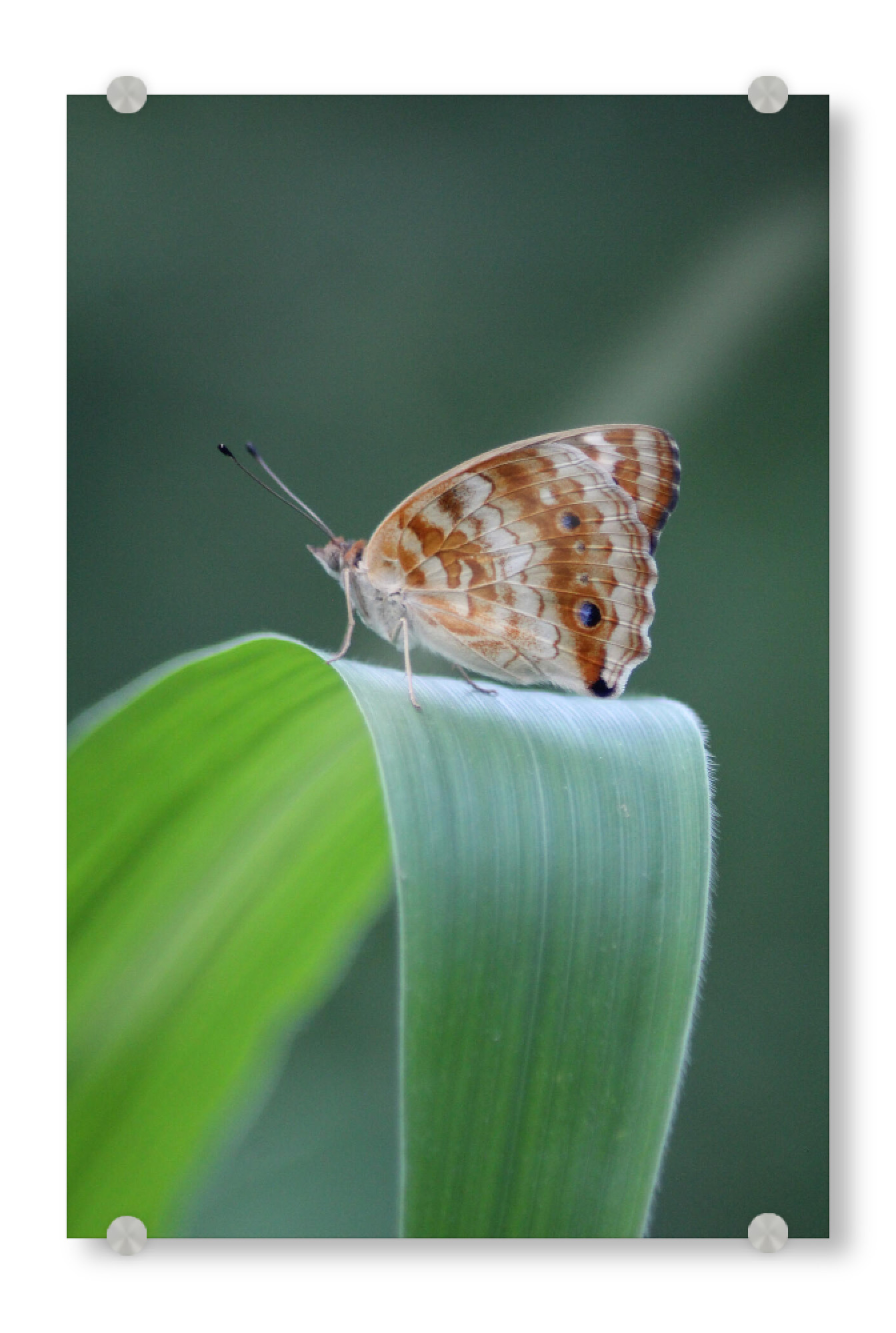 Acrylglasbild "Butterfly the blue pansy" artboxONE - Natur,Tiere,Buchstaben / B - Butterfly,Macro,Photography,Animals,Wild,Nature,Green,Schmetterling