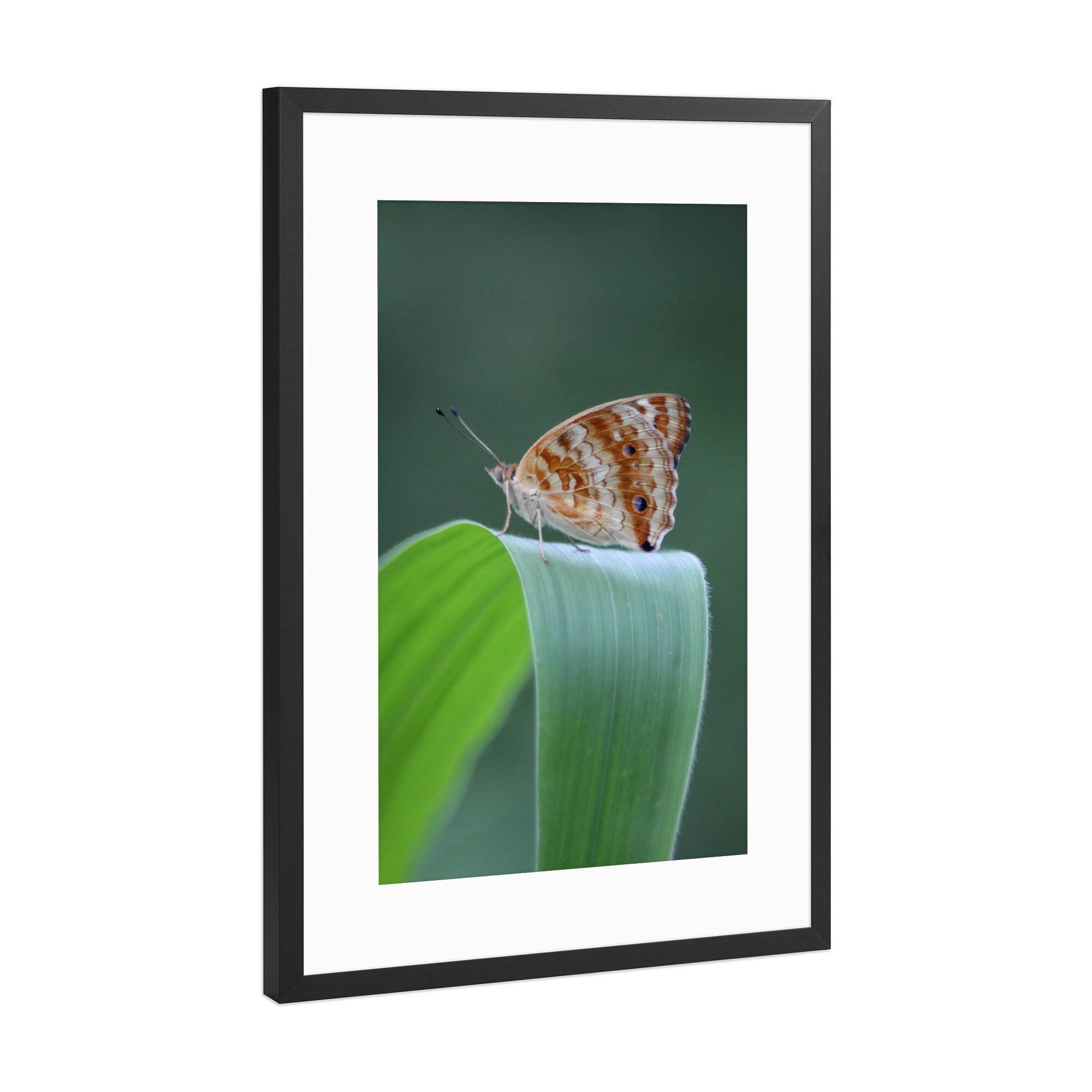 Poster mit Rahmen Schwarz (Metallic) "Butterfly the blue pansy" artboxONE - Natur,Tiere,Buchstaben / B