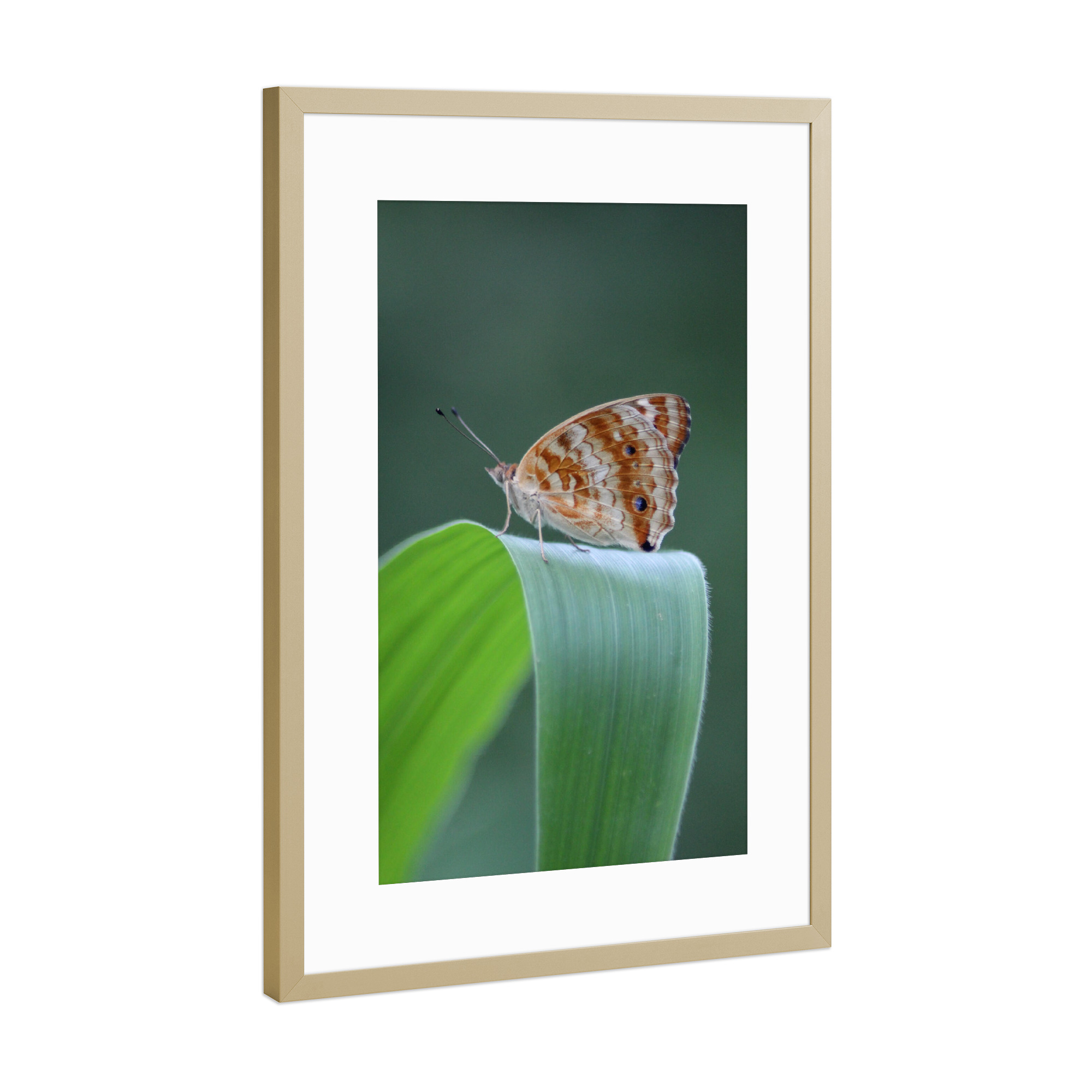 Poster mit Rahmen Gold "Butterfly the blue pansy" artboxONE - Natur,Tiere,Buchstaben / B