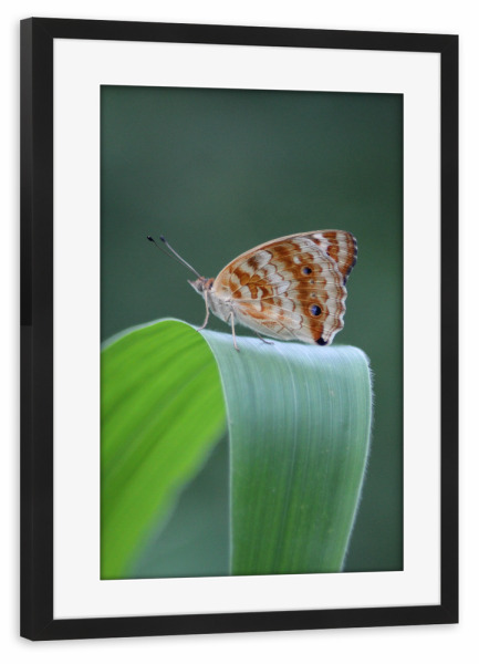 Poster mit Rahmen schwarz "Butterfly the blue pansy" artboxONE - Natur,Tiere,Buchstaben / B