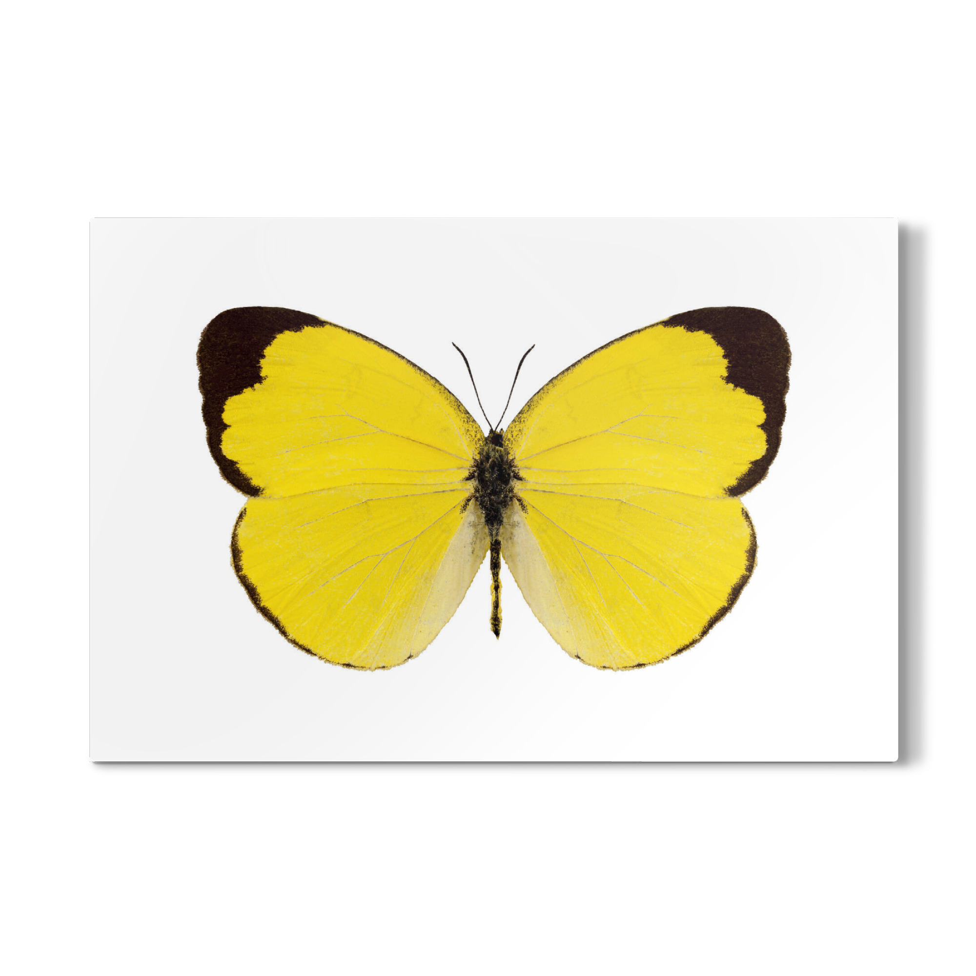 Galerie-Print "Butterfly species Eurema" 75x50 cm artboxONE