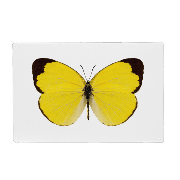 Holzbild "Butterfly species Eurema" artboxONE - Natur,Tiere