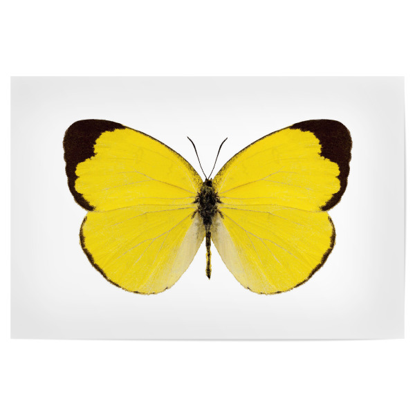 Poster 30x20 cm "Butterfly species Eurema" artboxONE - Natur,Tiere