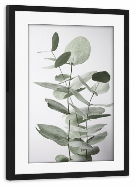 Poster mit Rahmen schwarz "Light Green Eucalyptus" artboxONE - Natur,Floral - Eucalyptus,Green,Botanical,Minimal,Pflanze,Leaves,Blätter,Floral,Natur