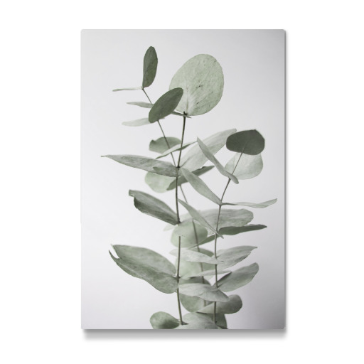 Light Green Eucalyptus