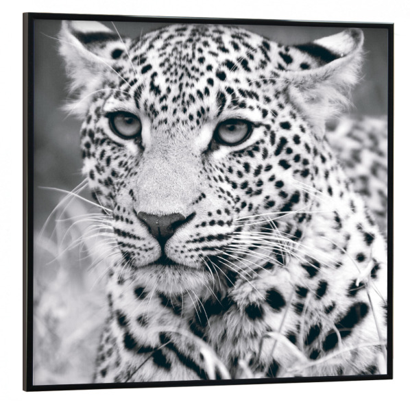 Poster mit schwarzem Rahmen 30x30 cm "Leopard Schwarzweiß" artboxONE - Natur,Tiere
