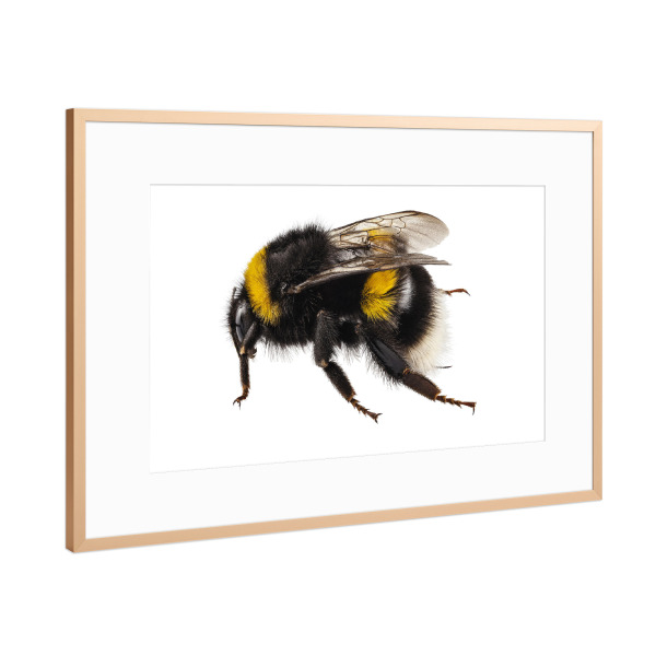 Poster mit Rahmen Kupfer "Bumblebee species Bombus" artboxONE - Natur,Tiere - Insect,Animals,High resolution,Flying,Colorful,Nature,Biene,Hummel