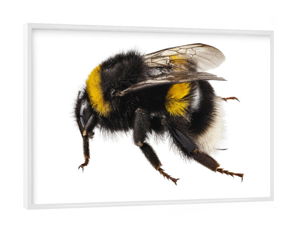 Poster mit weißem Rahmen "Bumblebee species Bombus" artboxONE - Natur,Tiere - Insect,Animals,High resolution,Flying,Colorful,Nature,Biene,Hummel