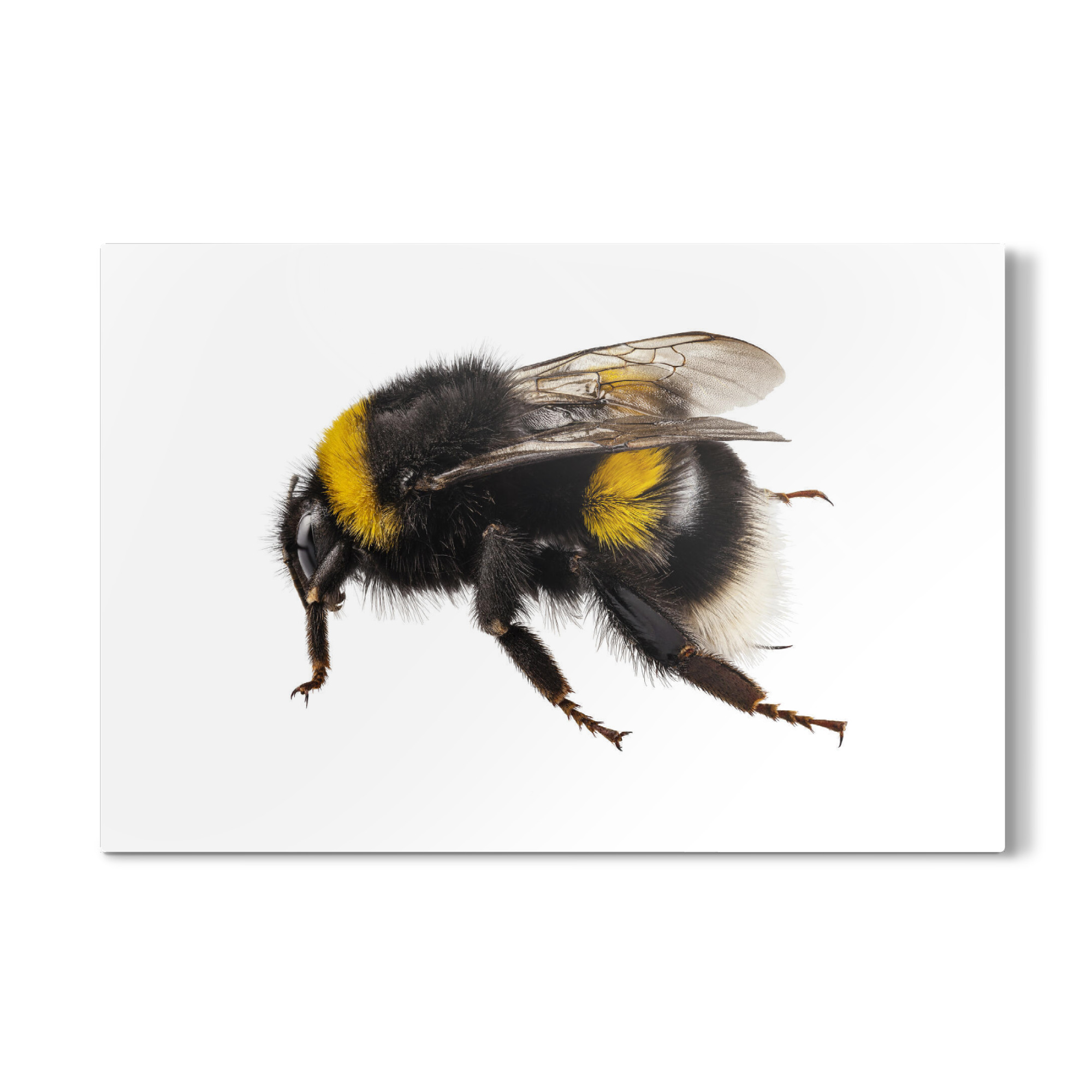 Galerie-Print "Bumblebee species Bombus" 75x50 cm artboxONE