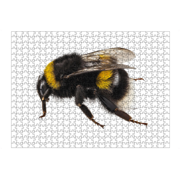 Puzzle Ravensburger "Bumblebee species Bombus" artboxONE - Natur,Tiere - Insect,Animals,High resolution,Flying,Colorful,Nature,Biene,Hummel