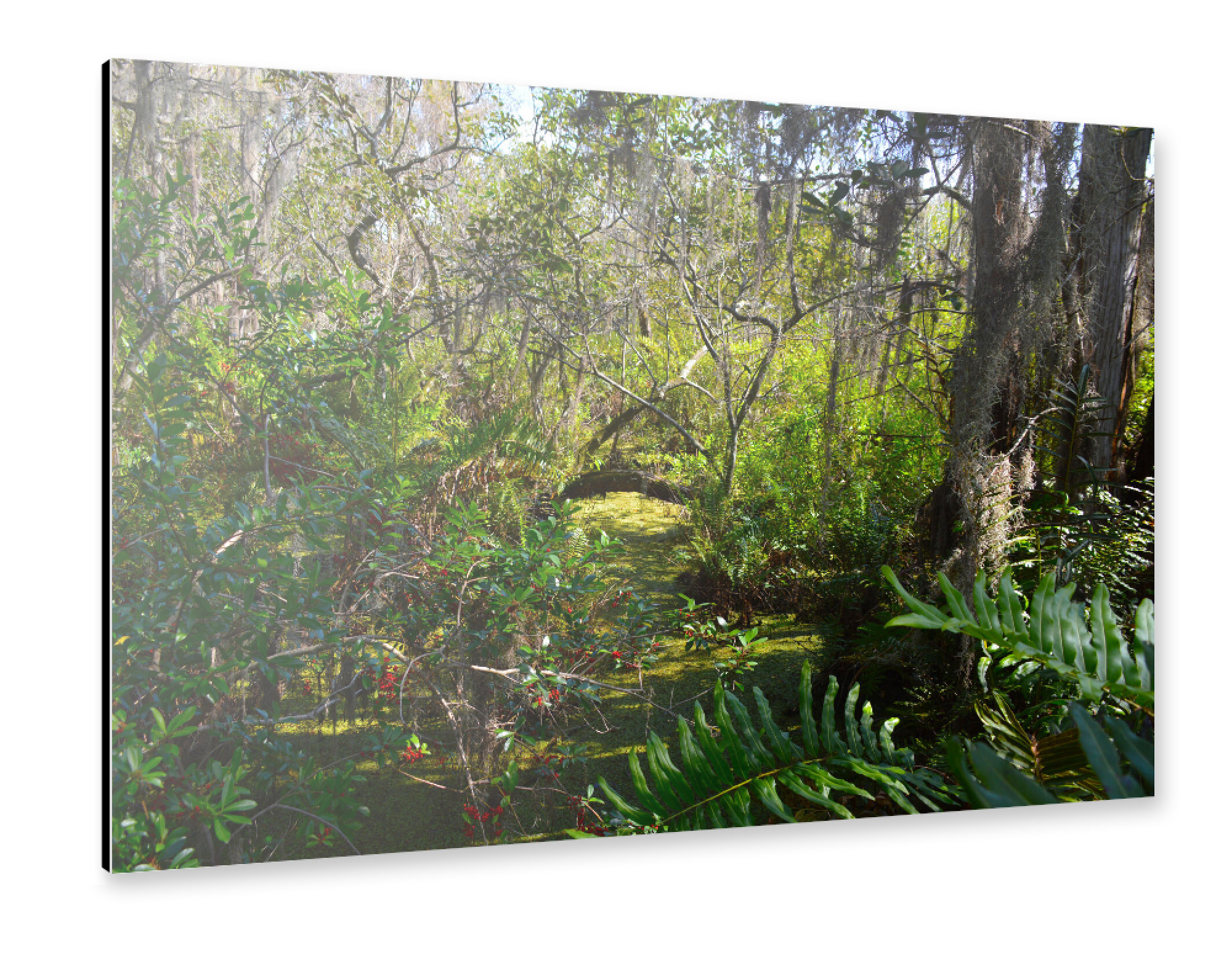 Alu-Dibond "Sumpf in den Everglades" 30x20 cm artboxONE