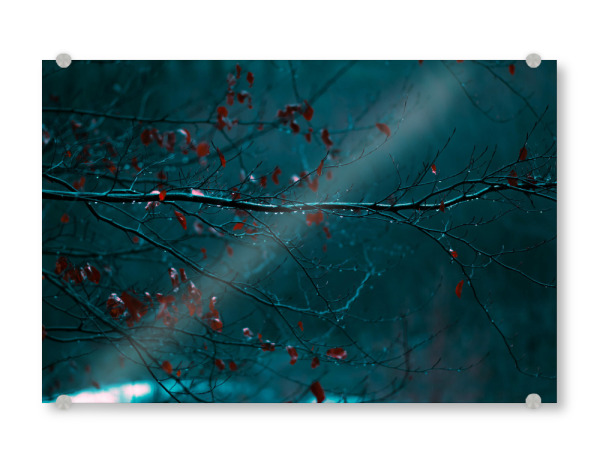 Acrylglasbild "Regentropfennetz" artboxONE - Natur
