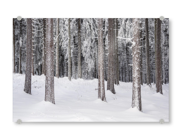 Acrylglasbild "Bäume im Schnee" artboxONE - Natur,Reise