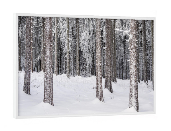 Poster mit weißem Rahmen "Bäume im Schnee" artboxONE - Natur,Reise