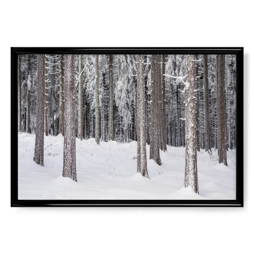 Bäume im Schnee Bäume im Schnee