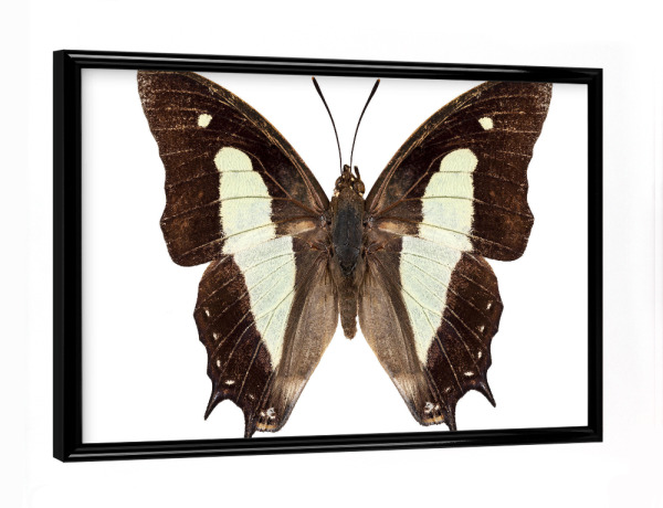 Poster mit schwarzem Rahmen "Polyura athamas athamas" artboxONE - Natur,Tiere