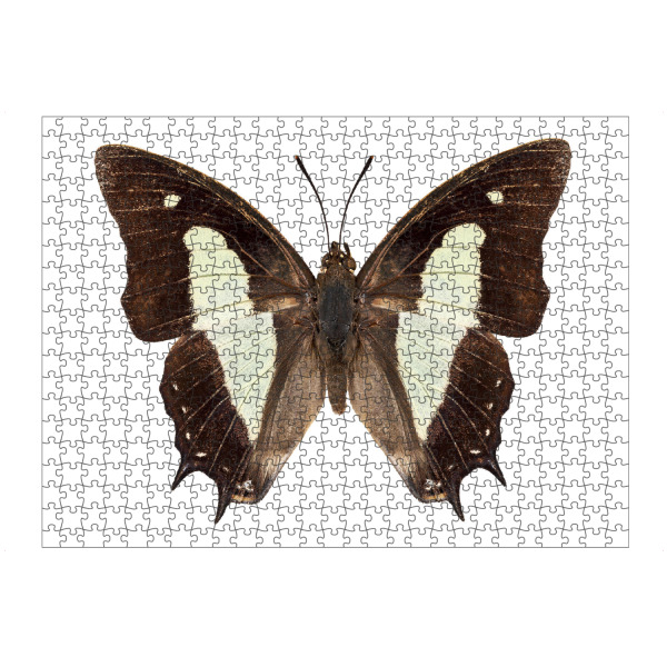 artboxONE Puzzle "Polyura athamas athamas" artboxONE - Natur,Tiere