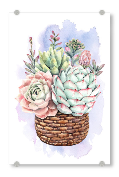 Acrylglasbild "Sukkulenten im Flechtkorb" artboxONE - Natur,Floral - Blume,Blüte,Pflanze,Korb,Flora,Plant,Flowers,Bunt,Colorful