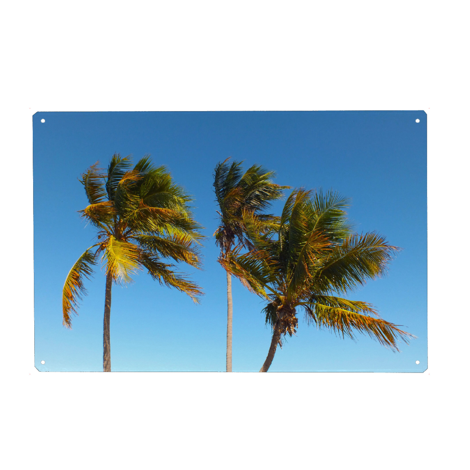 Metall Poster "Die drei Kokospalmen" artboxONE - Natur,Reise,Floral,Reise / Strand und Meer,Reise / Asien