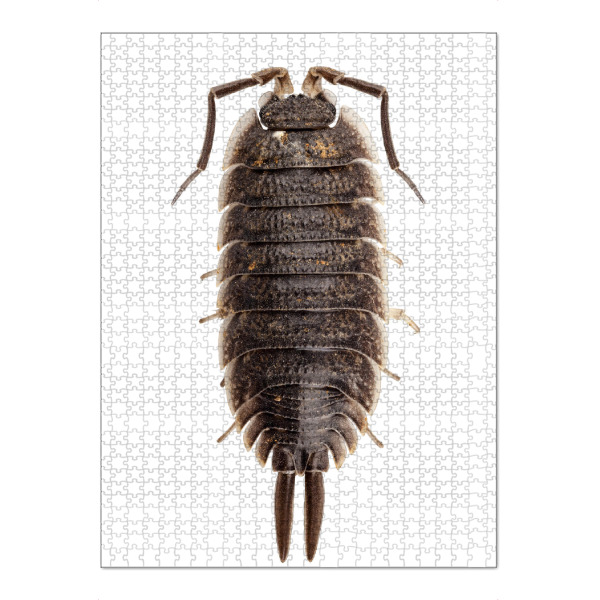 Puzzle Ravensburger "Porcellio wagnerii" artboxONE - Natur,Tiere - Insect,Animals,High resolution,Photography,Flying,Color,Colorful,Nature