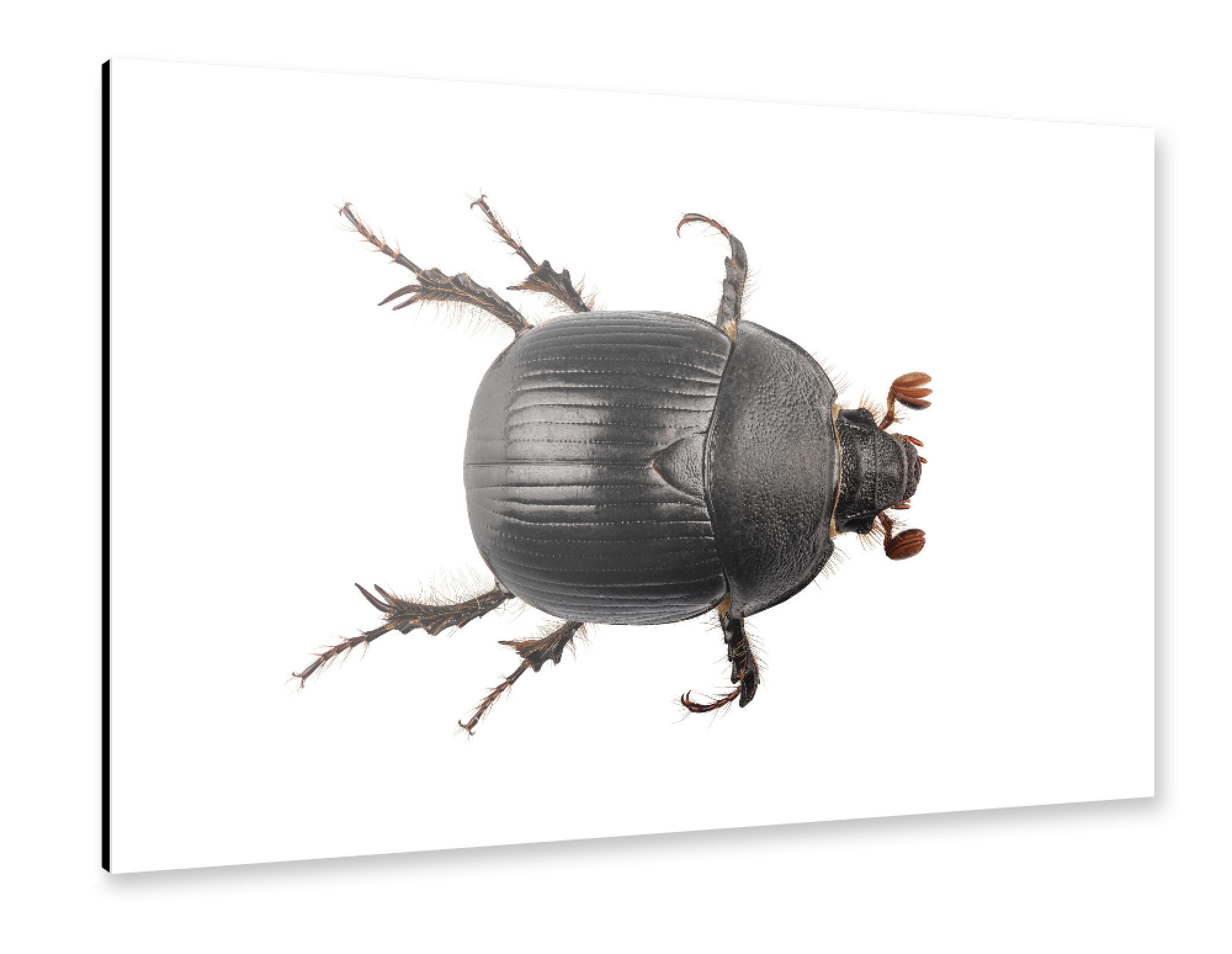 Alu-Dibond "Earth-boring dung beetle" 75x50 cm artboxONE