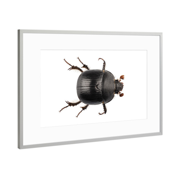 Poster mit Rahmen Silber "Earth-boring dung beetle" artboxONE - Natur,Tiere
